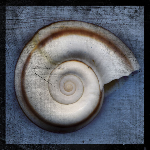 Snail -  John W. Golden - McGaw Graphics