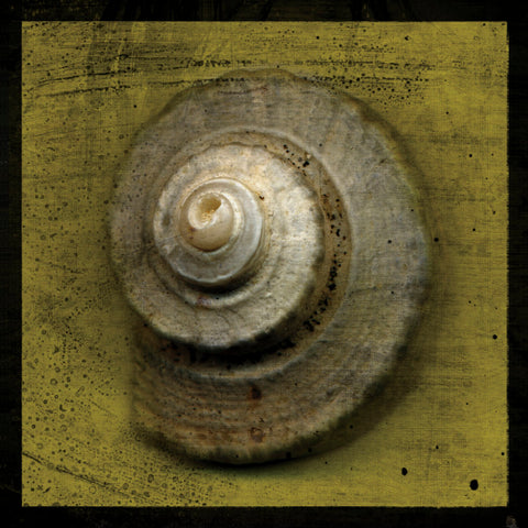 Whelk Crown -  John W. Golden - McGaw Graphics