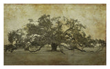 Sugarmill Oak, Louisiana -  William Guion - McGaw Graphics