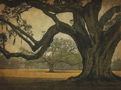 Two Oaks in Rain, Audubon Gardens -  William Guion - McGaw Graphics