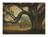 Two Oaks in Rain, Audubon Gardens -  William Guion - McGaw Graphics