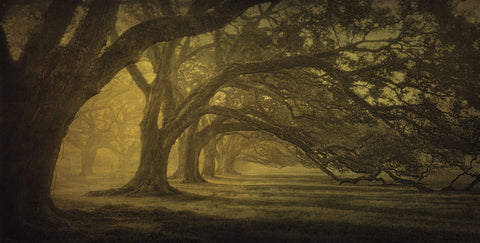 Oak Alley Morning Shadows -  William Guion - McGaw Graphics