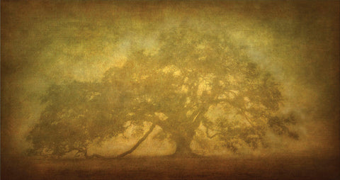 St. Joe Plantation Oak in Fog 3 -  William Guion - McGaw Graphics