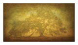 St. Joe Plantation Oak in Fog 3 -  William Guion - McGaw Graphics