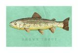 Brown Trout -  John W. Golden - McGaw Graphics