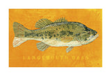 Largemouth Bass -  John W. Golden - McGaw Graphics