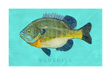 Bluegill -  John W. Golden - McGaw Graphics