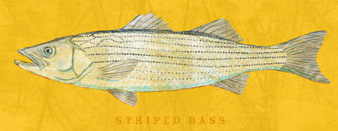 Striped Bass -  John W. Golden - McGaw Graphics