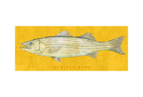 Striped Bass -  John W. Golden - McGaw Graphics
