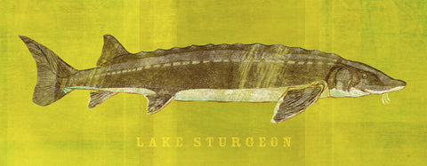 Lake Sturgeon -  John W. Golden - McGaw Graphics