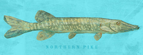 Northern Pike -  John W. Golden - McGaw Graphics