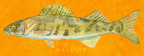 Walleye -  John W. Golden - McGaw Graphics
