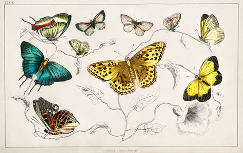 Collection of Various Butterflies I, 1820 -  Oliver Goldsmith - McGaw Graphics