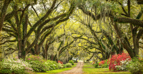 Live Oaks in Bloom, The Oaks Plantation Alley, St. Francisville, LA -  William Guion - McGaw Graphics