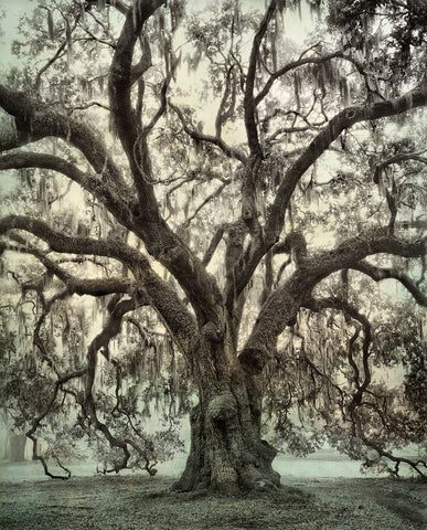 Anseman Oak in Fog, City Park, New Orleans, LA -  William Guion - McGaw Graphics