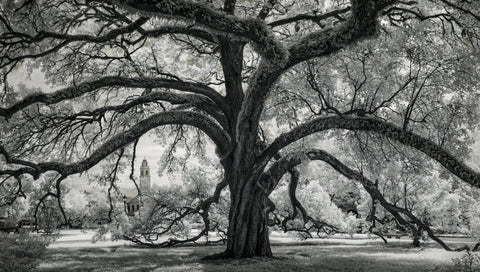 Oxley Oak, in front of Audubon Hall, LSU Quad -  William Guion - McGaw Graphics