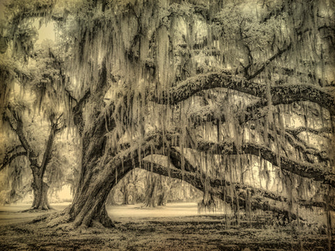 Leaning Oak, Quarters Alley, Evergreen Plantation -  William Guion - McGaw Graphics