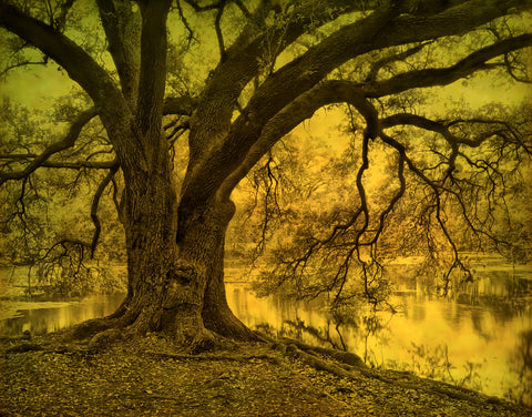 Oaks and Bayou, City Park, New Orleans, LA -  William Guion - McGaw Graphics