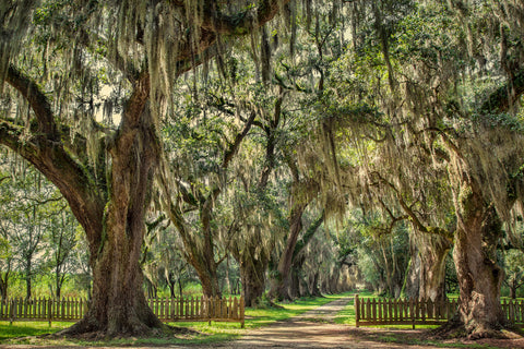 Gates to Quarters, Evergreen Plantation, Edgard, LA -  William Guion - McGaw Graphics