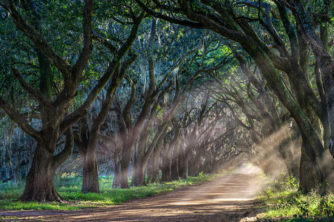 Farm Road Allee, Afternoon, Evergreen Plantation, Edgard, LA -  William Guion - McGaw Graphics