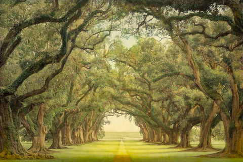 Oak Alley, view from veranda -  William Guion - McGaw Graphics