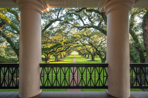 Oak Alley oaks, sunrise, view from 2nd floor gallery -  William Guion - McGaw Graphics