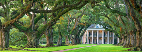 Sunrise from west row, Oak Alley Plantation -  William Guion - McGaw Graphics