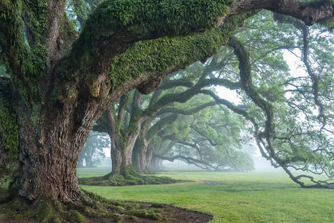 East row of oaks in fog, Oak Alley Plantation -  William Guion - McGaw Graphics