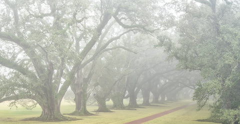 Oak Alley Plantation oaks, east row in fog -  William Guion - McGaw Graphics
