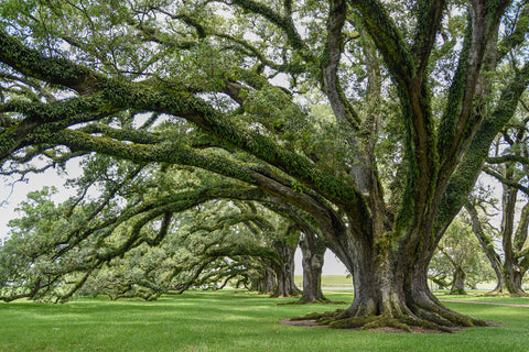 Josephine Oak, view toward levee, Oak Alley Plantation -  William Guion - McGaw Graphics