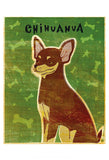 Chihuahua (chocolate and tan)
