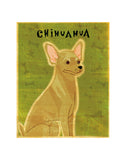 Chihuahua (tan)