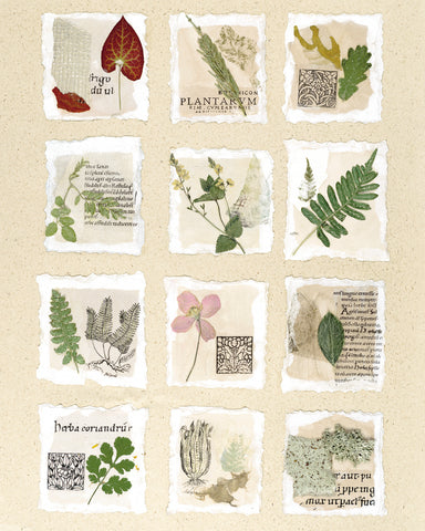 Surrey Garden Fragments -  Annabel Hewitt - McGaw Graphics