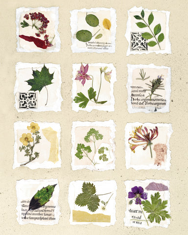 Kent Garden Fragments -  Annabel Hewitt - McGaw Graphics