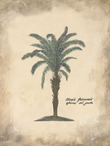 African Oil Palm -  Annabel Hewitt - McGaw Graphics