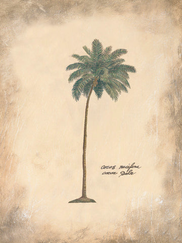 Cocoa Palm -  Annabel Hewitt - McGaw Graphics