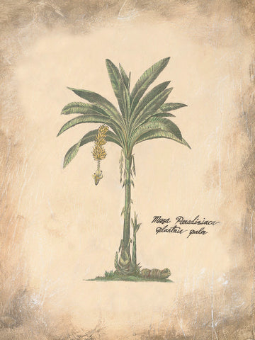 Plantain Palm -  Annabel Hewitt - McGaw Graphics