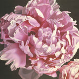 Peony I -  Elizabeth Hellman - McGaw Graphics