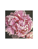 Peony I -  Elizabeth Hellman - McGaw Graphics