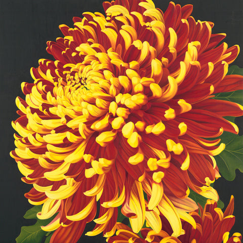 Chrysanthemum 2