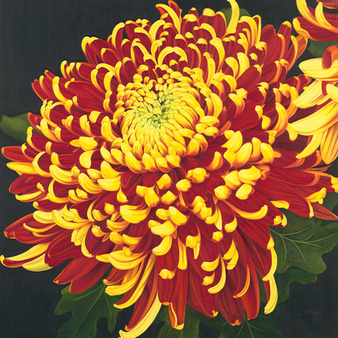 Chrysanthemum 1