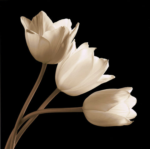 Three Tulips -  Michael Harrison - McGaw Graphics