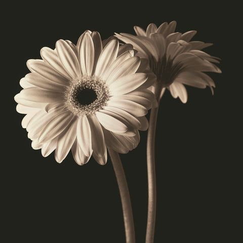 Gerber Daisies 1 -  Michael Harrison - McGaw Graphics