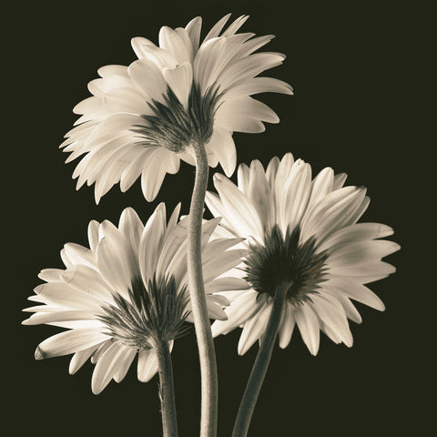 Gerber Daisies 2 -  Michael Harrison - McGaw Graphics