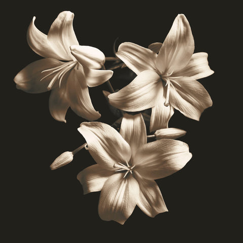 Three Lilies -  Michael Harrison - McGaw Graphics