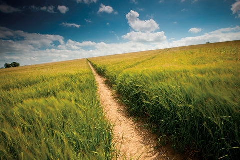 Summer Path -  Michael Hudson - McGaw Graphics