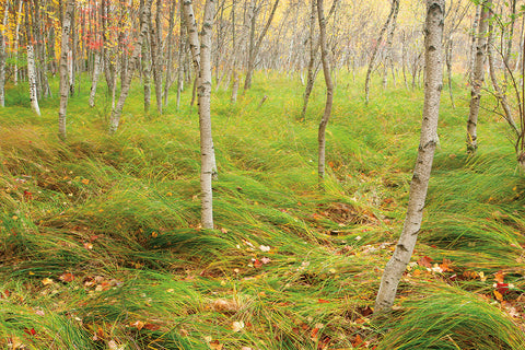 Tall Grasses -  Michael Hudson - McGaw Graphics