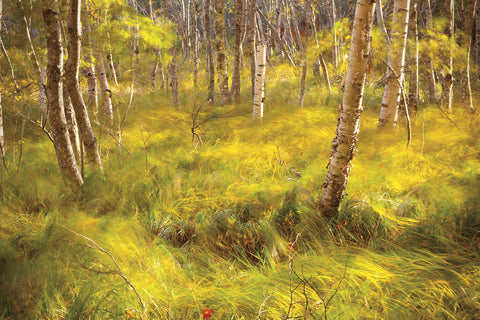 Whispering Grass -  Michael Hudson - McGaw Graphics
