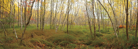 Birch Forest Panorama -  Michael Hudson - McGaw Graphics