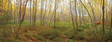 Birch Forest Panorama -  Michael Hudson - McGaw Graphics